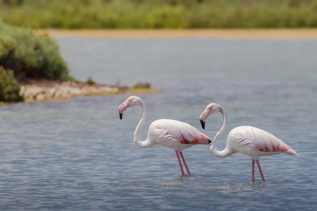 Fuente de Piedra – Where to See Pink Flamingos in Spain